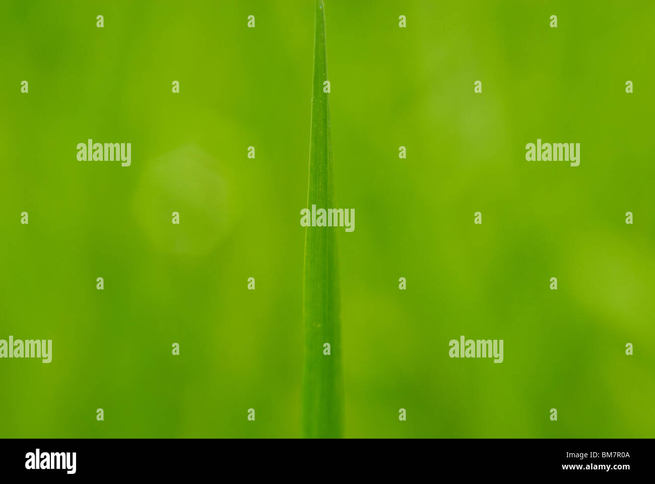 Green spring field Blades of Grass Stock Photo Alamy