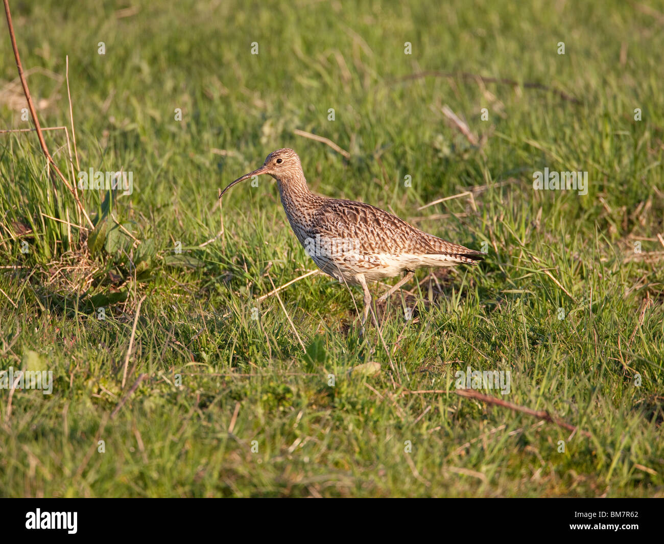 Curlew Numenius Arquata walking on grasslands in the late spring light with prominent curved bill Stock Photo