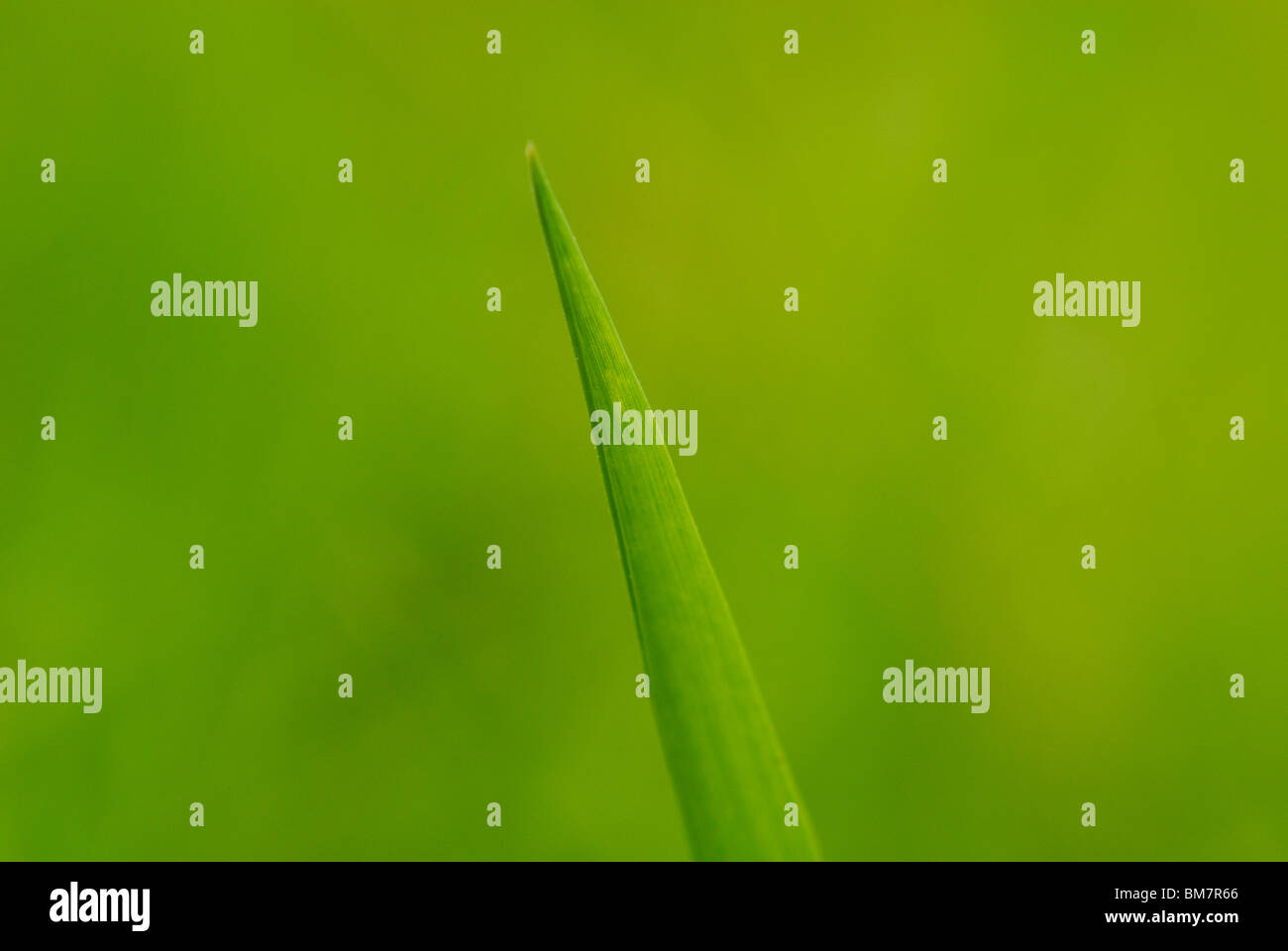 Green spring field Blades of Grass Stock Photo Alamy