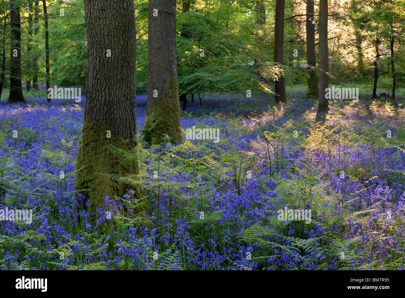 Classic carpet of English Bluebells on the trail between Soudley and Blakeney in the Forest of Dean, Gloucestershire, UK Stock Photo