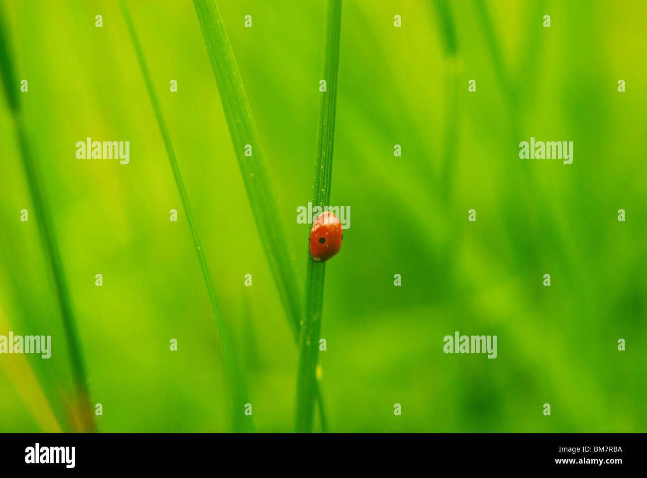 Ladybug, Ladybird (Coccinellidae) climbing stalk Stock Photo