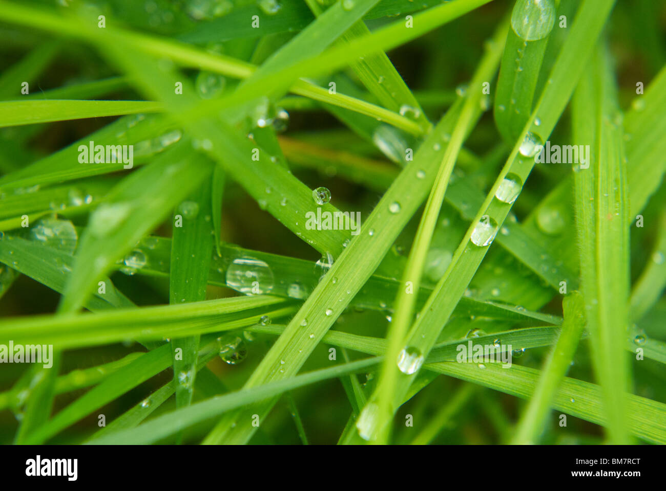 Water droplets on a green grass Stock Photo - Alamy