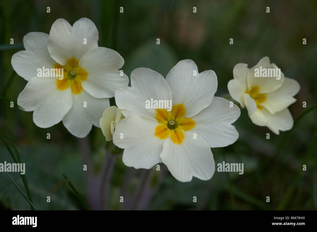 primrose primula vulgaris Stock Photo