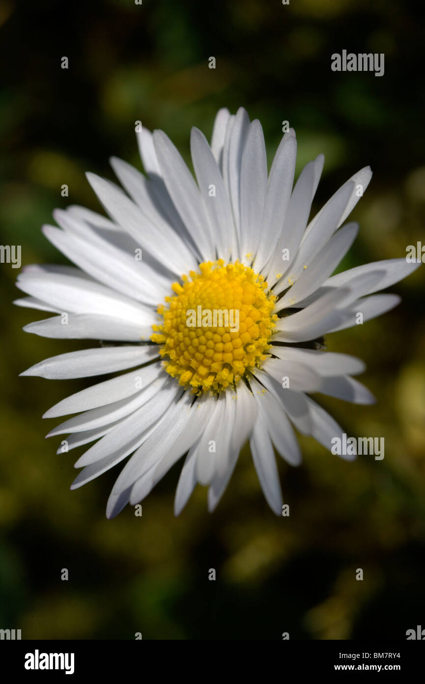 Daisy weed hires stock photography and images Alamy