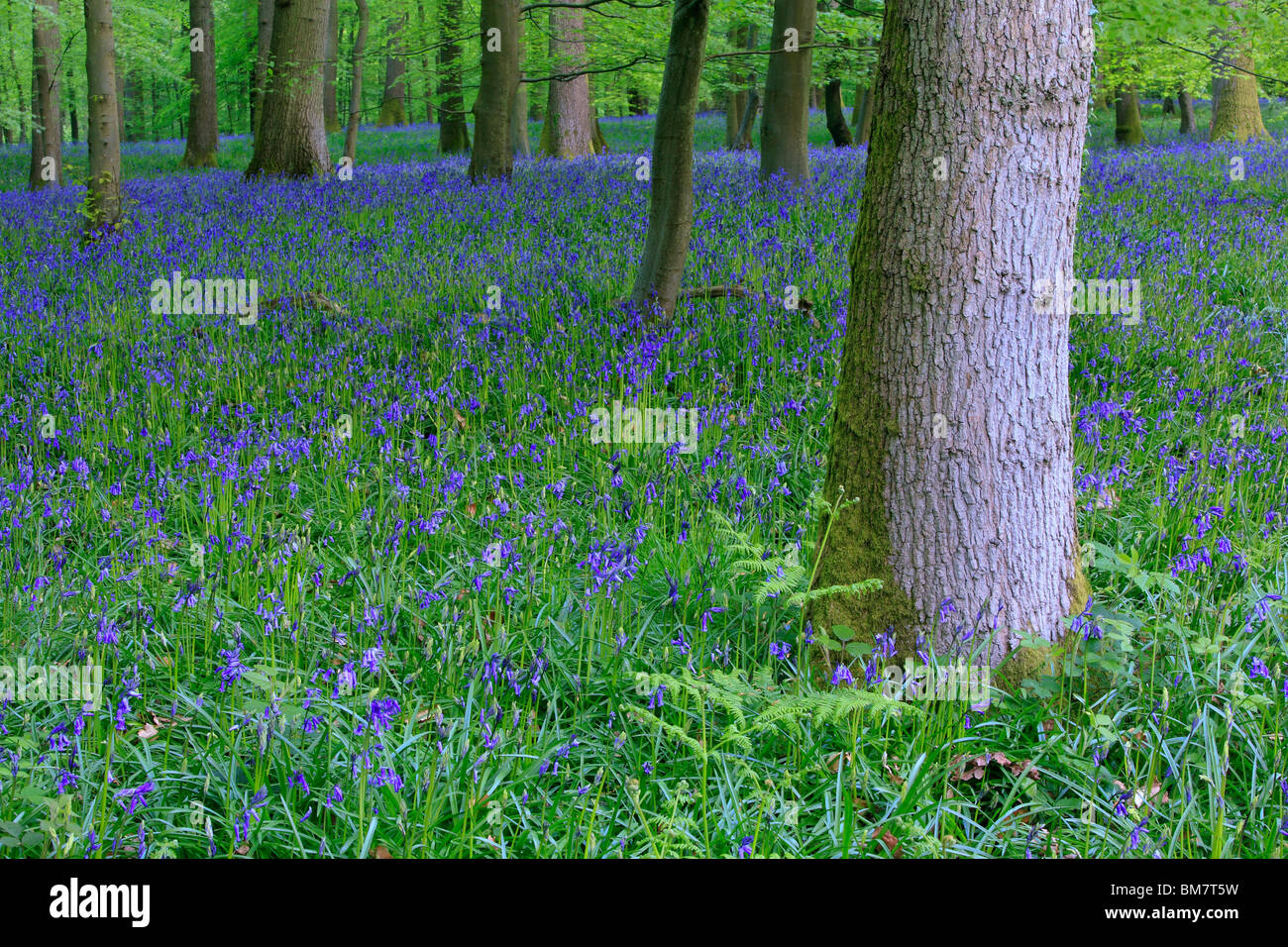 Classic carpet of English Bluebells on the trail between Soudley and Blakeney in the Forest of Dean, Gloucestershire, UK Stock Photo
