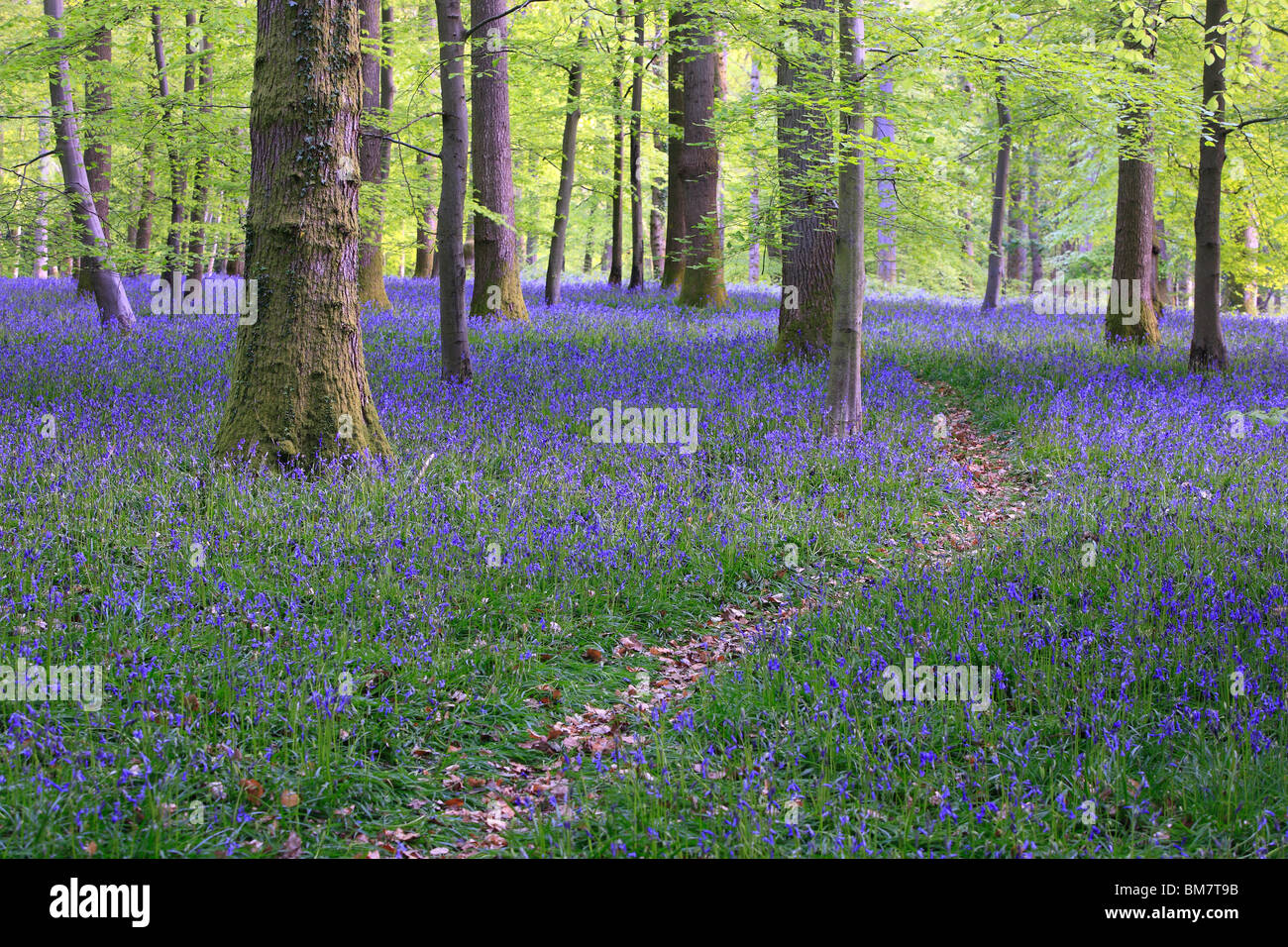 Classic carpet of English Bluebells on the trail between Soudley and Blakeney in the Forest of Dean, Gloucestershire, UK Stock Photo
