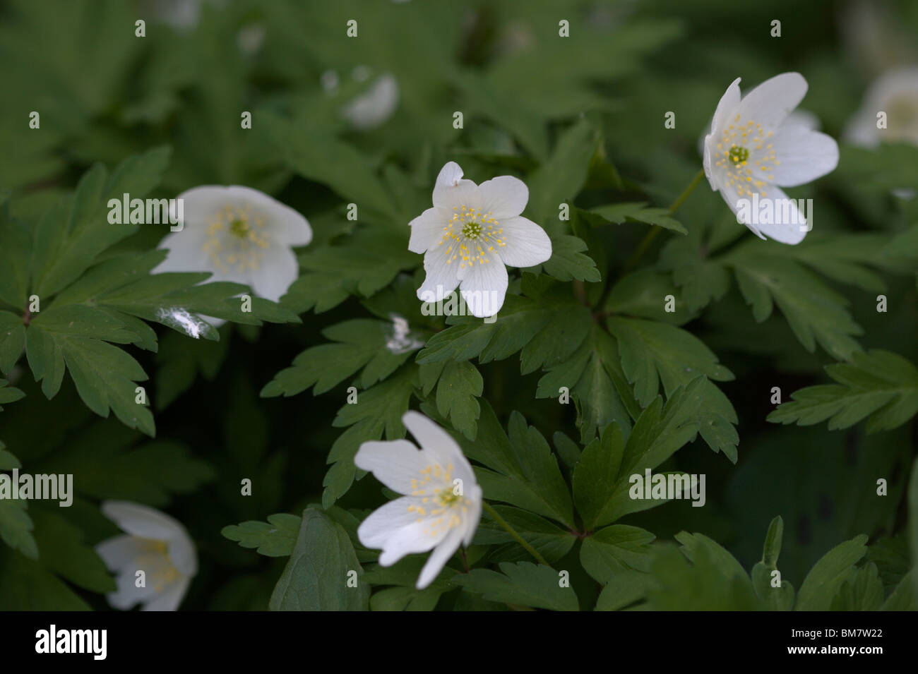 Common wood anemone hires stock photography and images Alamy