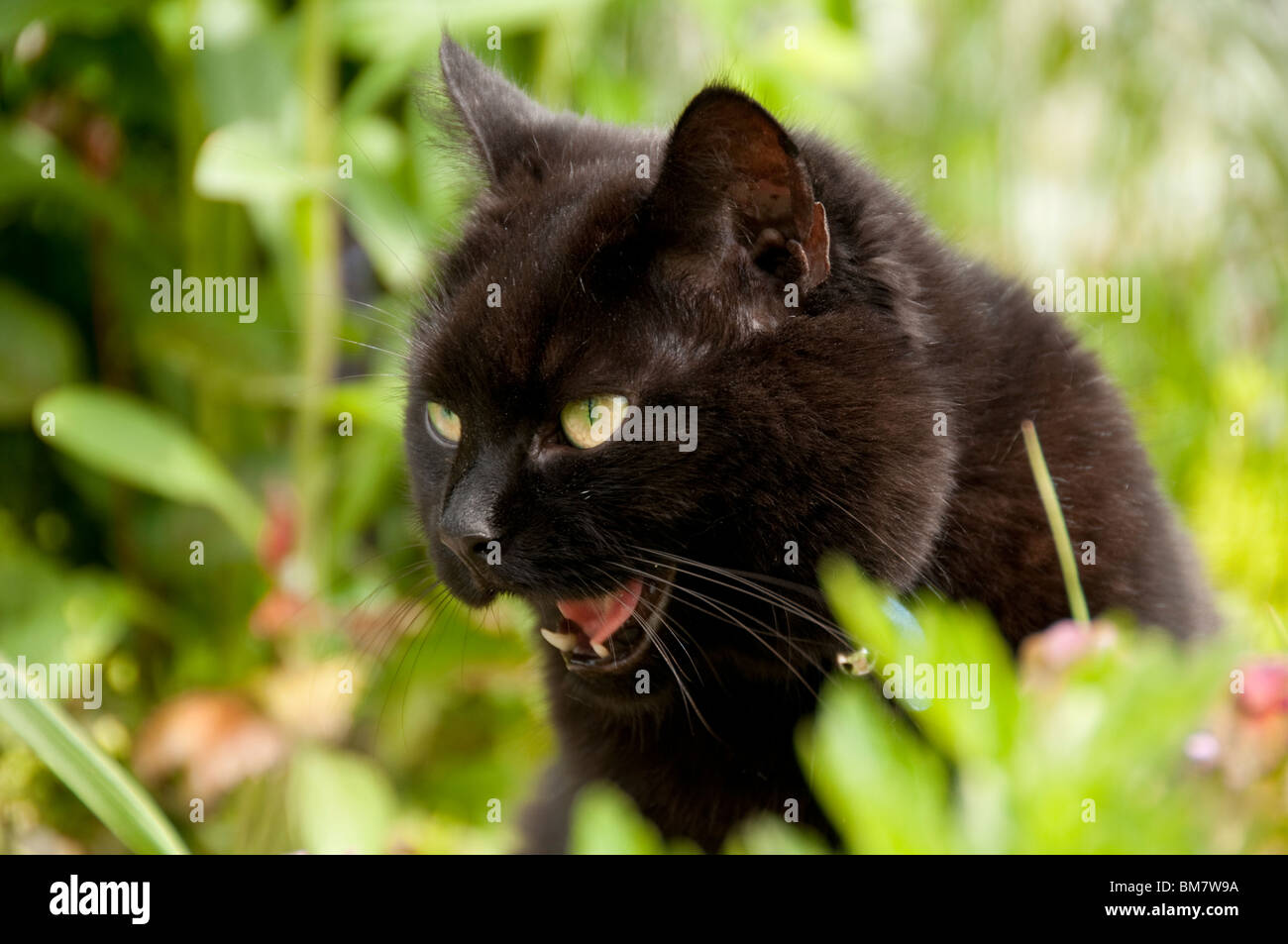 Black cat in hunting Stock Photo - Alamy