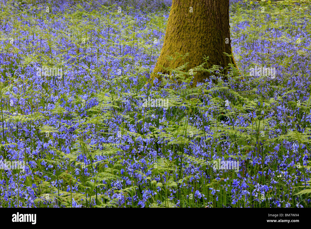Classic carpet of English Bluebells on the trail between Soudley and Blakeney in the Forest of Dean, Gloucestershire, UK Stock Photo