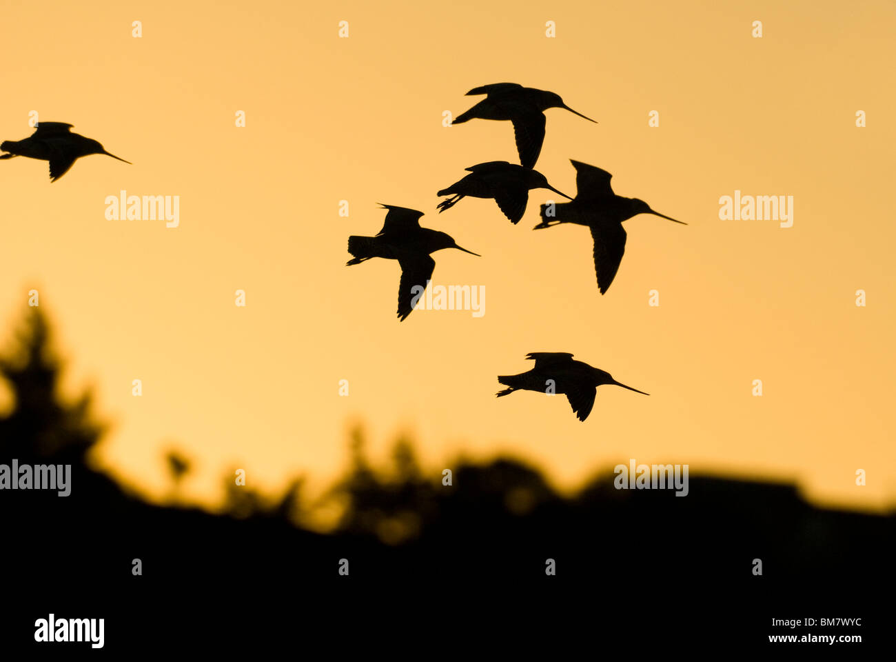 Flock of Bar-tailed Godwits Limosa lapponica at sunset New Zealand Stock Photo