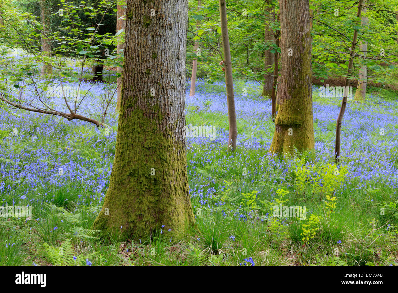 Classic carpet of English Bluebells on the trail between Soudley and Blakeney in the Forest of Dean, Gloucestershire, UK Stock Photo