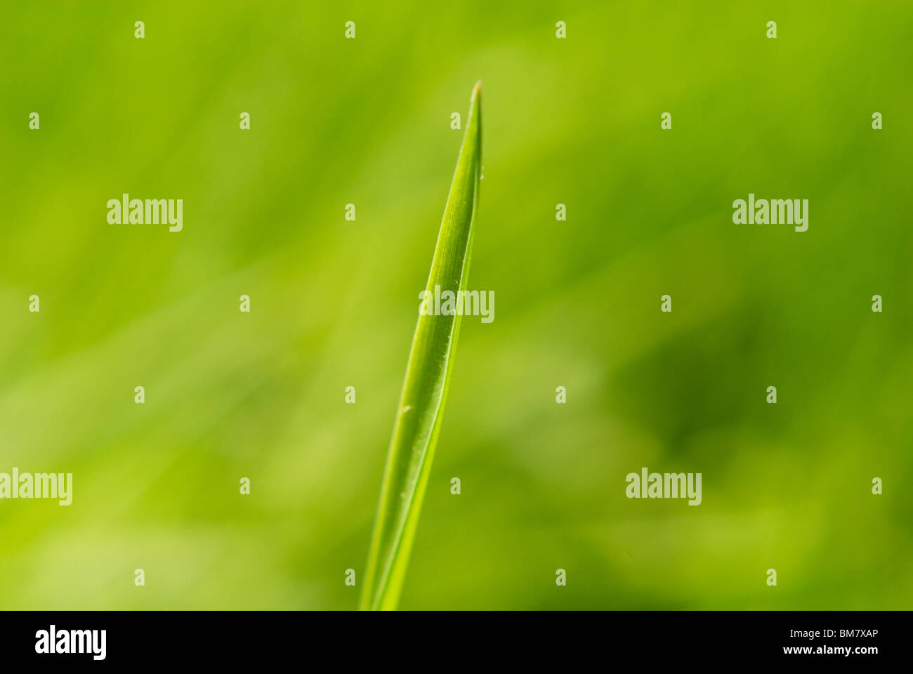 Green spring field Blades of Grass Stock Photo Alamy