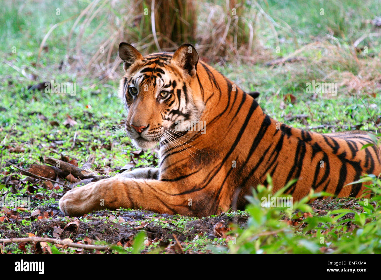 The Royal Bengal Tiger (Panthera tigris tigris), Bandhavgarh National Park, Madhya Pradesh, India, Asia Stock Photo