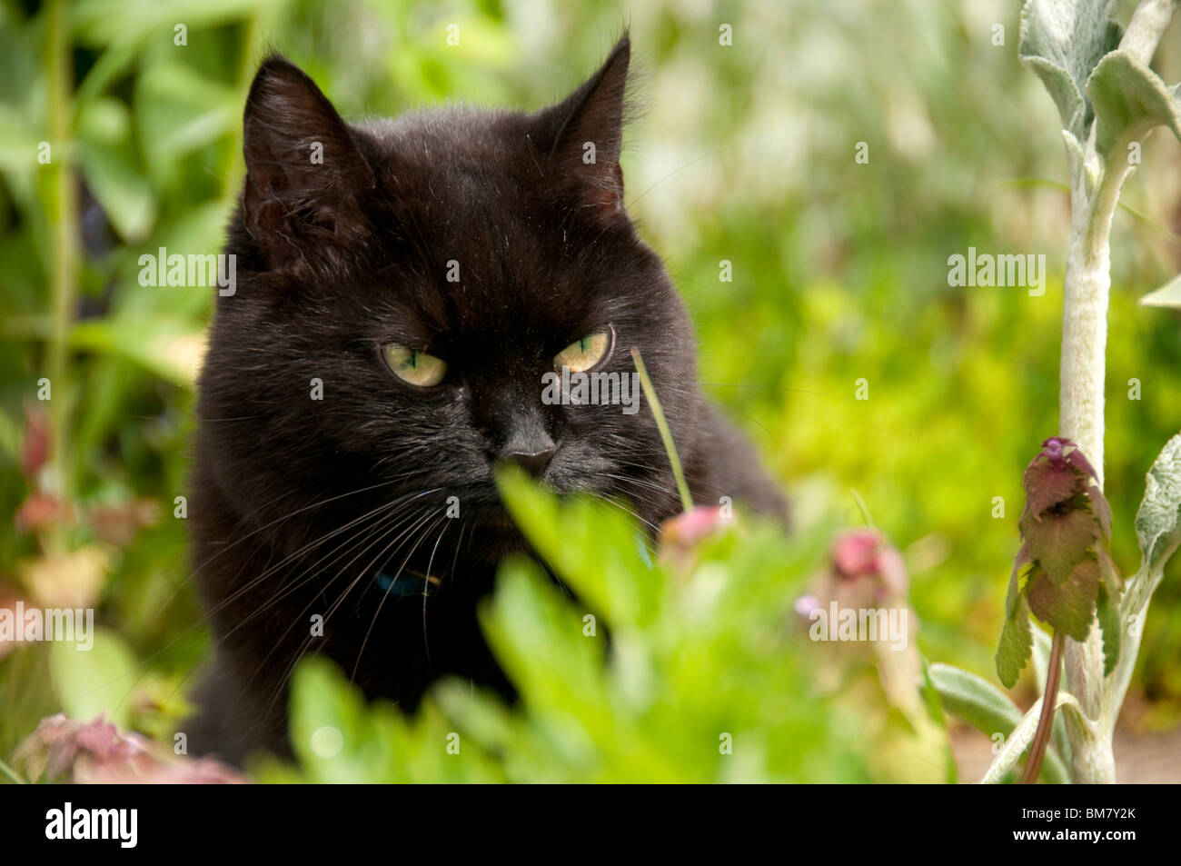 Black cat in hunting hi-res stock photography and images - Alamy