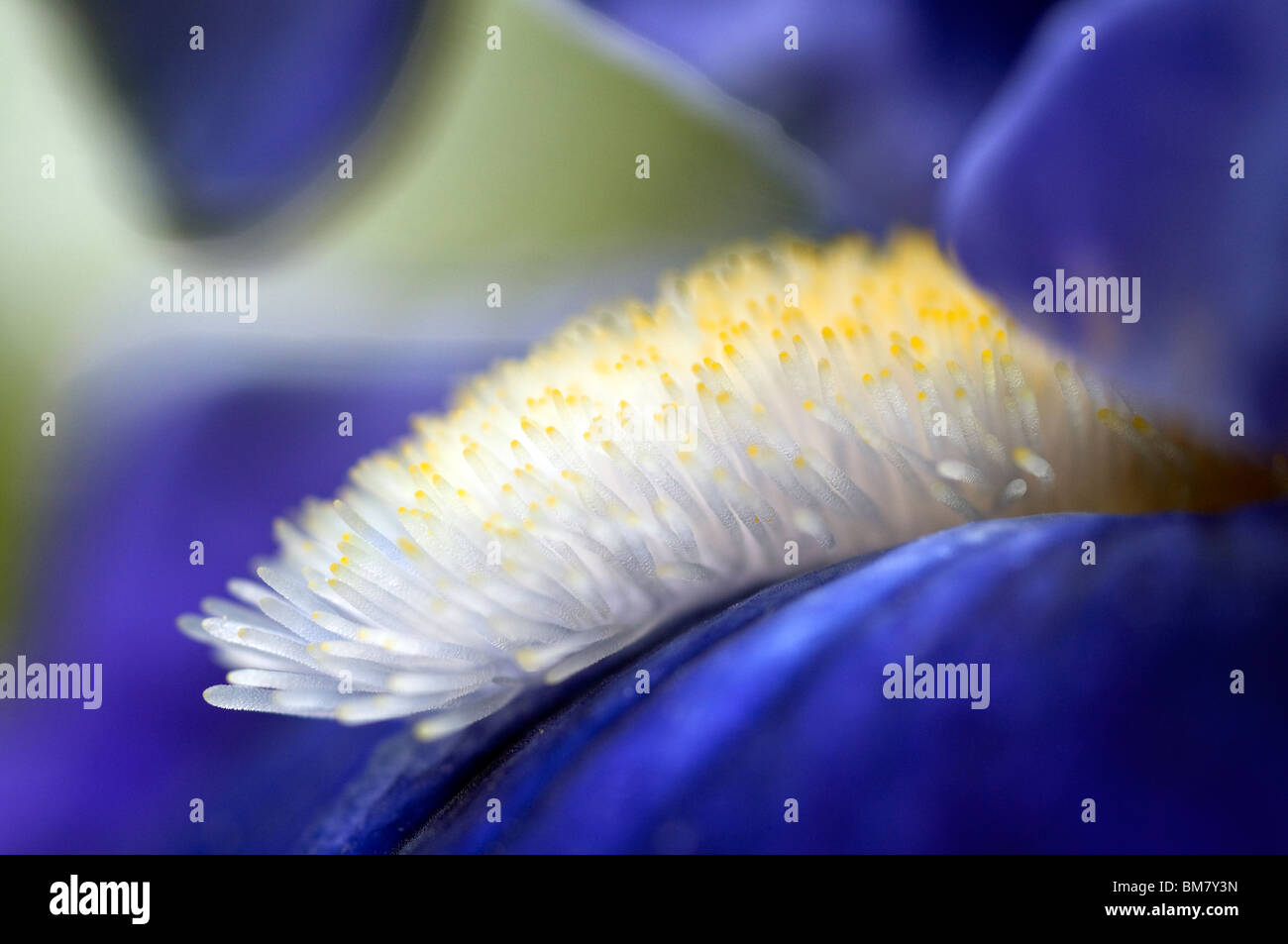 Blue Iris flower. Stock Photo