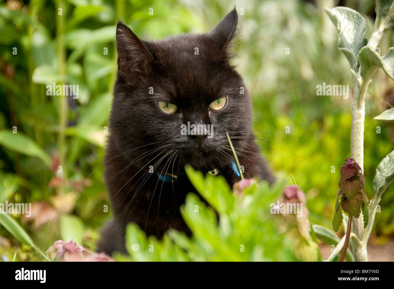 Black cat in hunting Stock Photo - Alamy