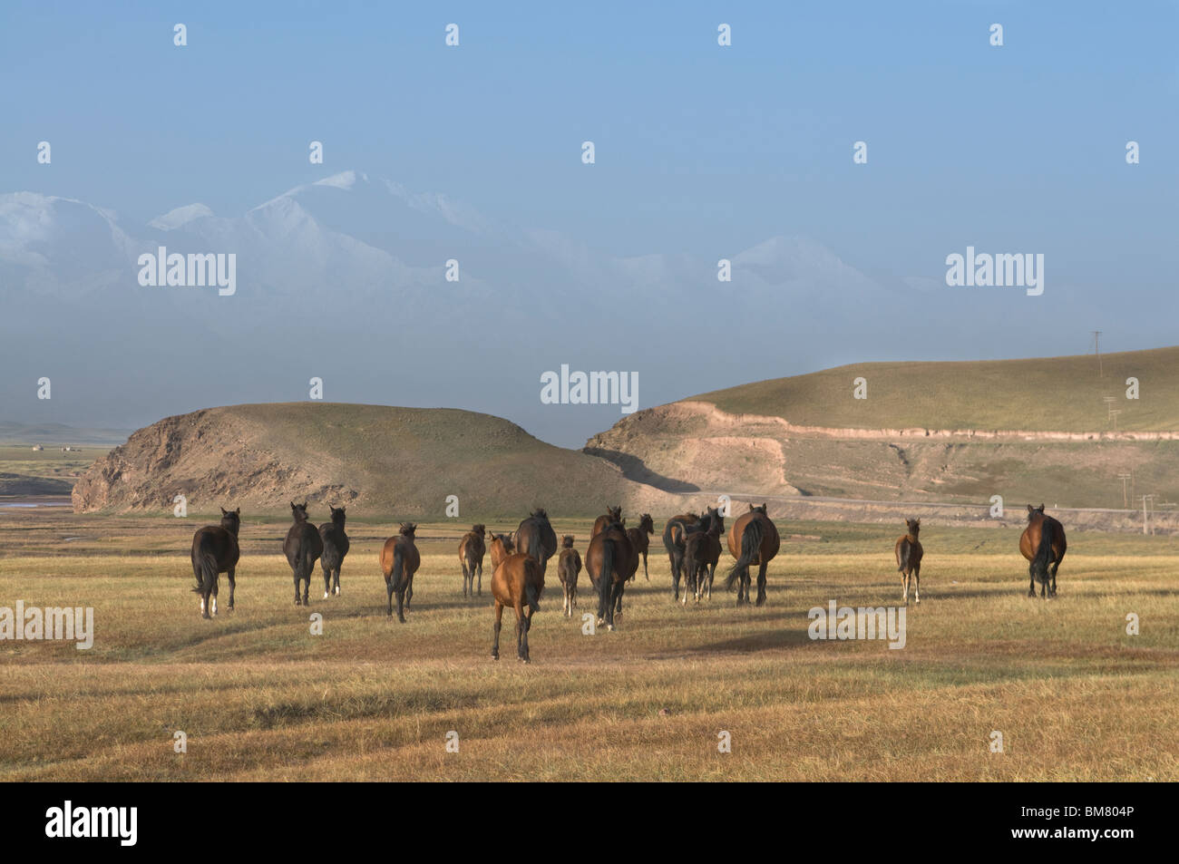 Wild horses and mountains of Sary Tash, Kyrgyzstan Stock Photo