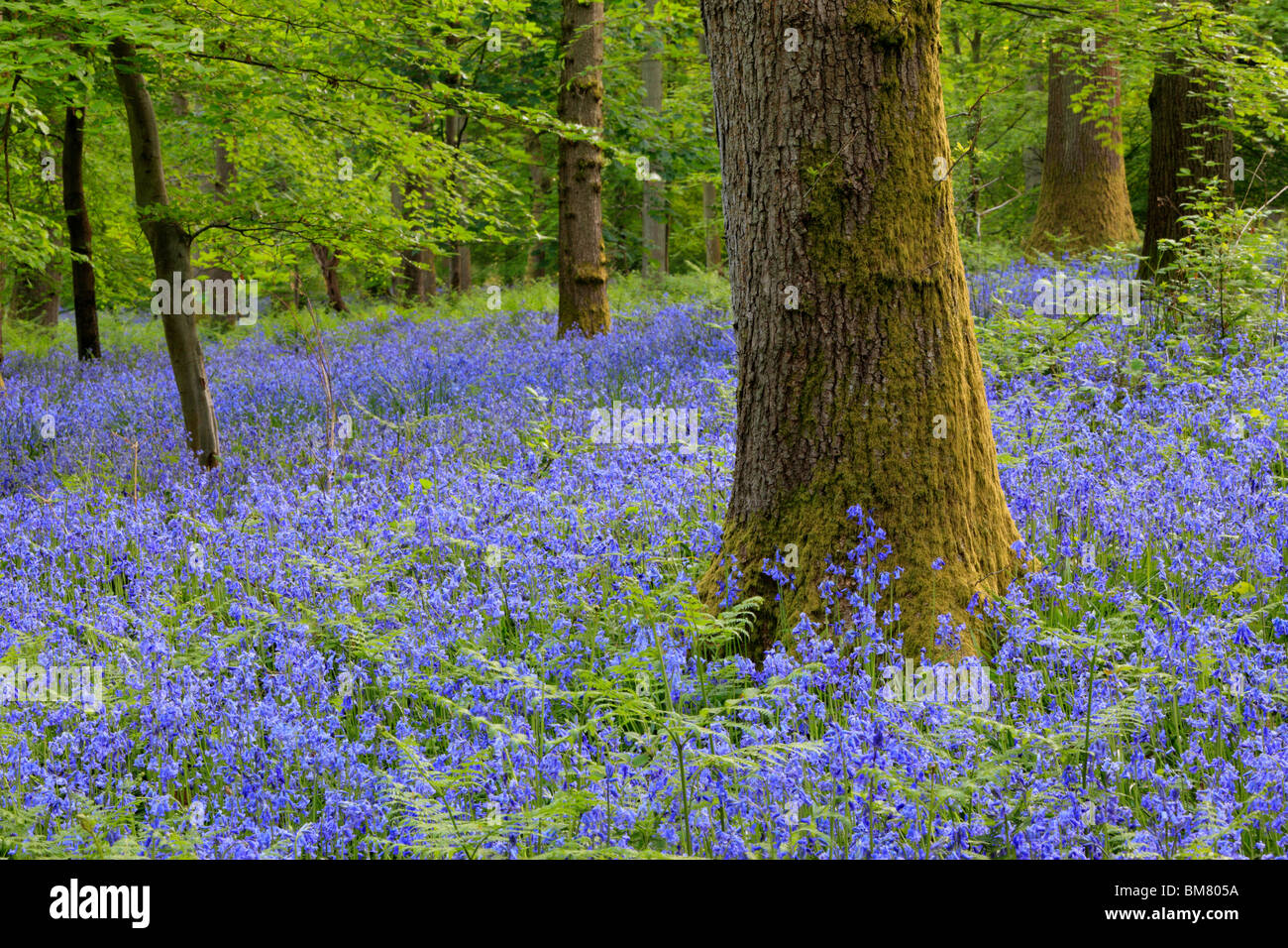 Classic carpet of English Bluebells on the trail between Soudley and Blakeney in the Forest of Dean, Gloucestershire, UK Stock Photo