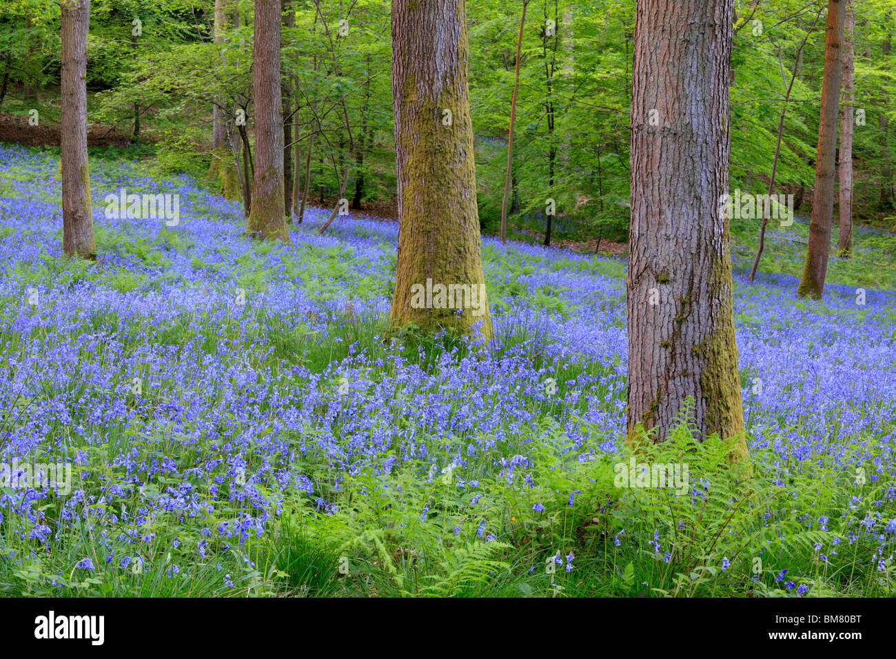 Classic carpet of English Bluebells on the trail between Soudley and Blakeney in the Forest of Dean, Gloucestershire, UK Stock Photo
