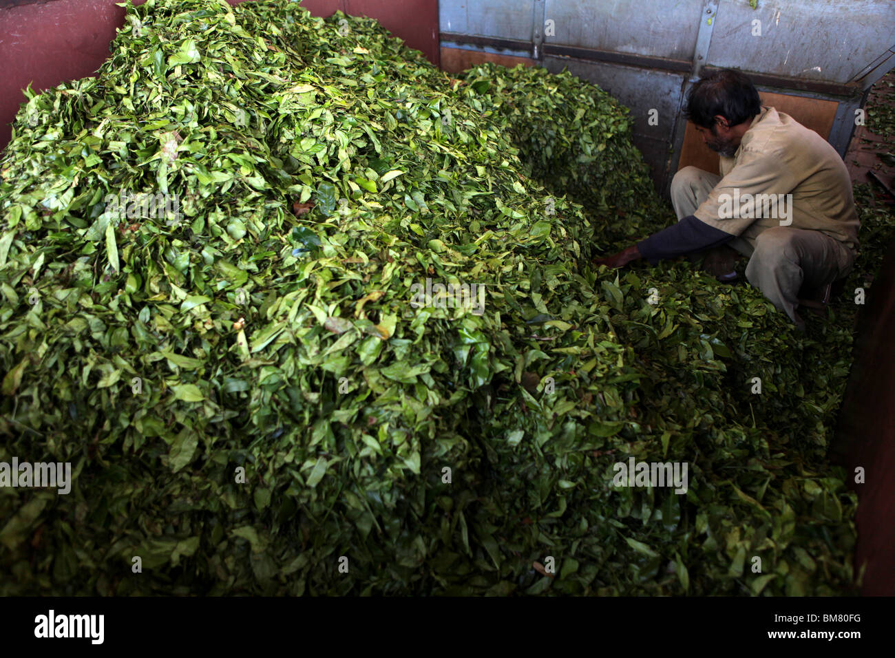 The Tea Factory, a working tea museum, located above Ooty, short for