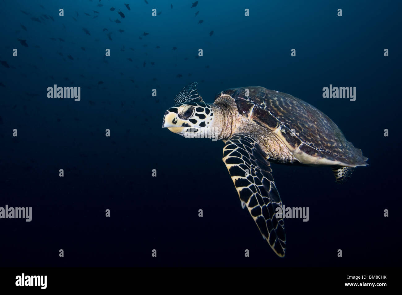 Hawksbill Sea Turtle (Eretmochelys imbricata) on dark blue background Stock Photo