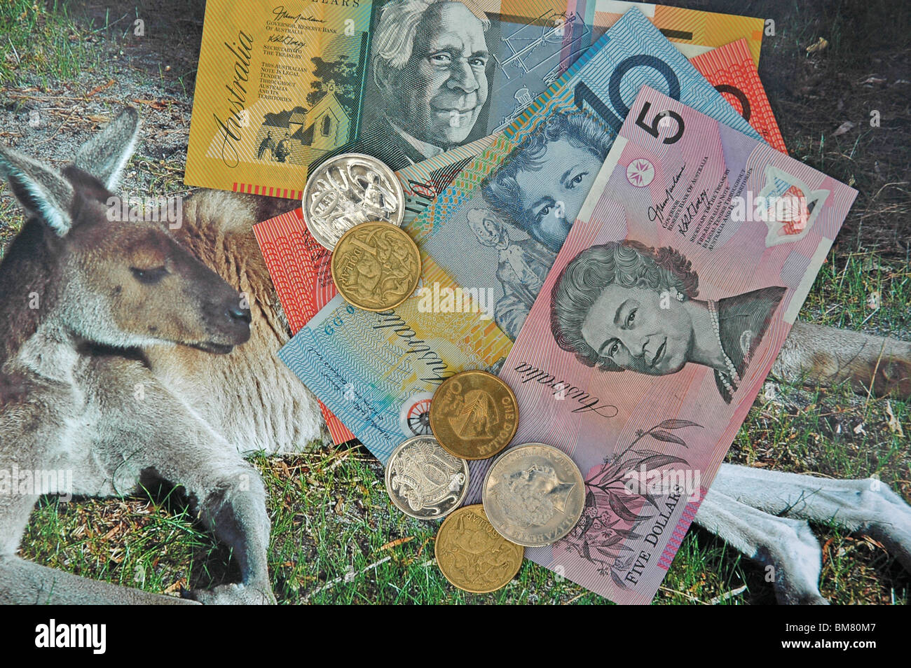 Australian grey kangaroo hires stock photography and images Alamy