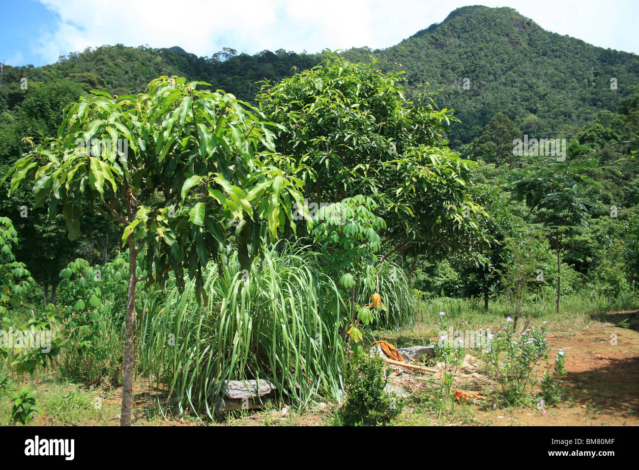 Vietnam jungle path hi-res stock photography and images - Alamy