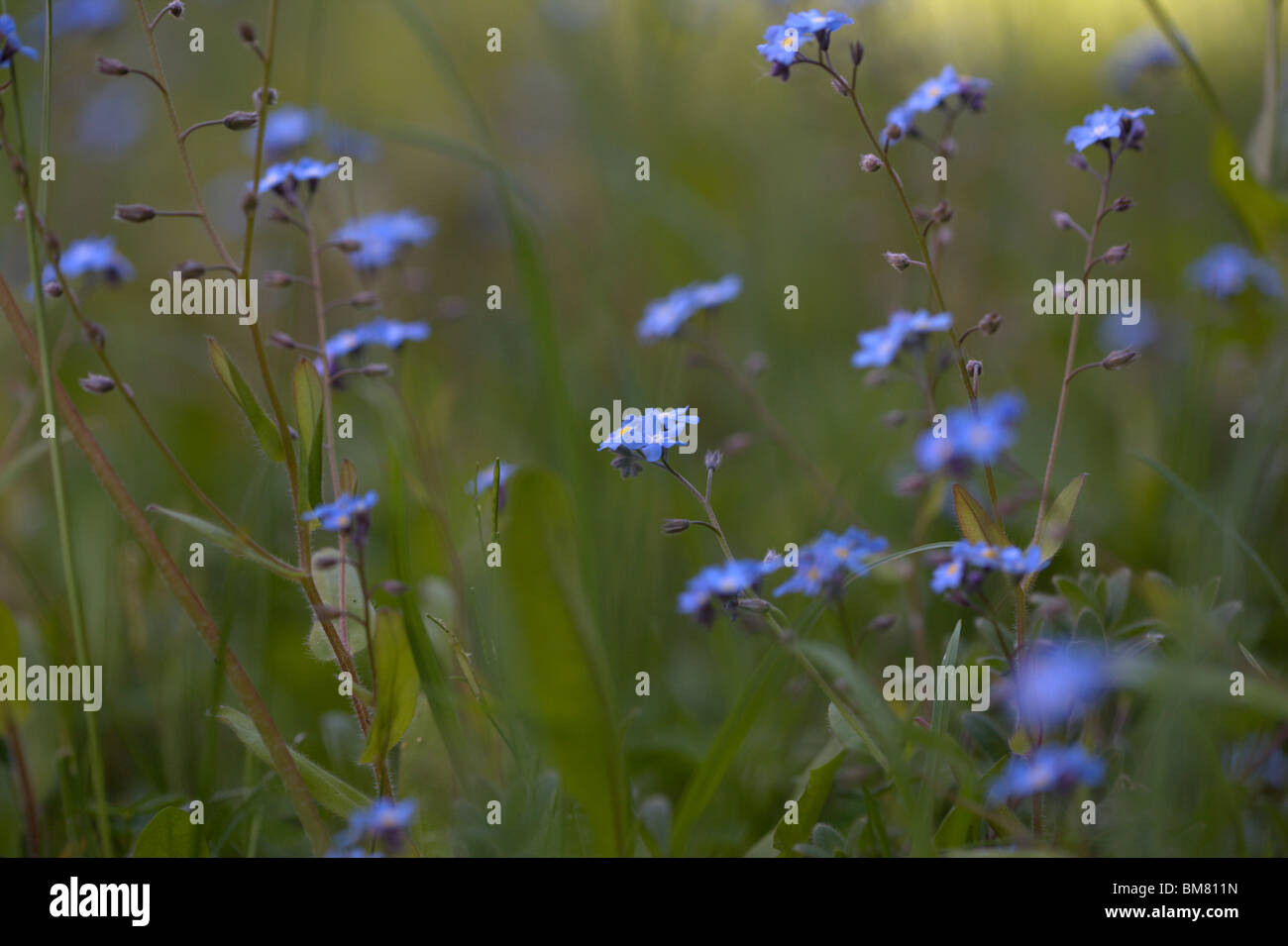 Forget me Not Stock Photo