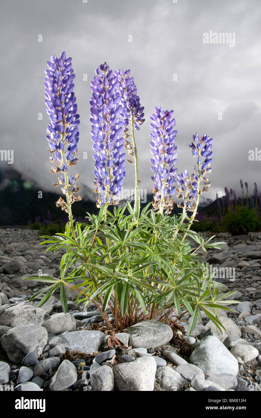 Lupin Lupinus polyphyllus or Russell Lupin, New Zealand Stock Photo