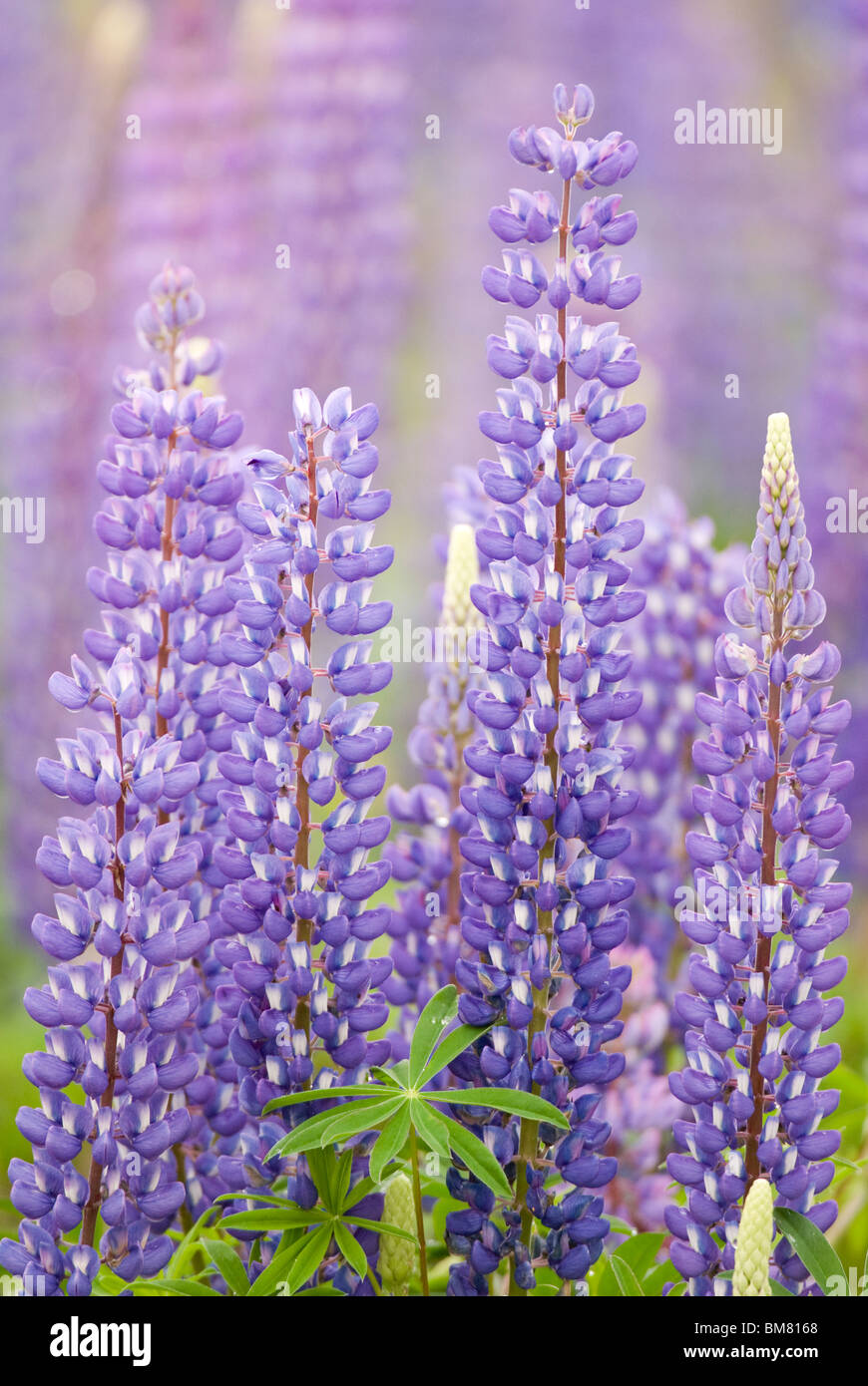 Lupin Lupinus polyphyllus or Russell Lupin, New Zealand Stock Photo