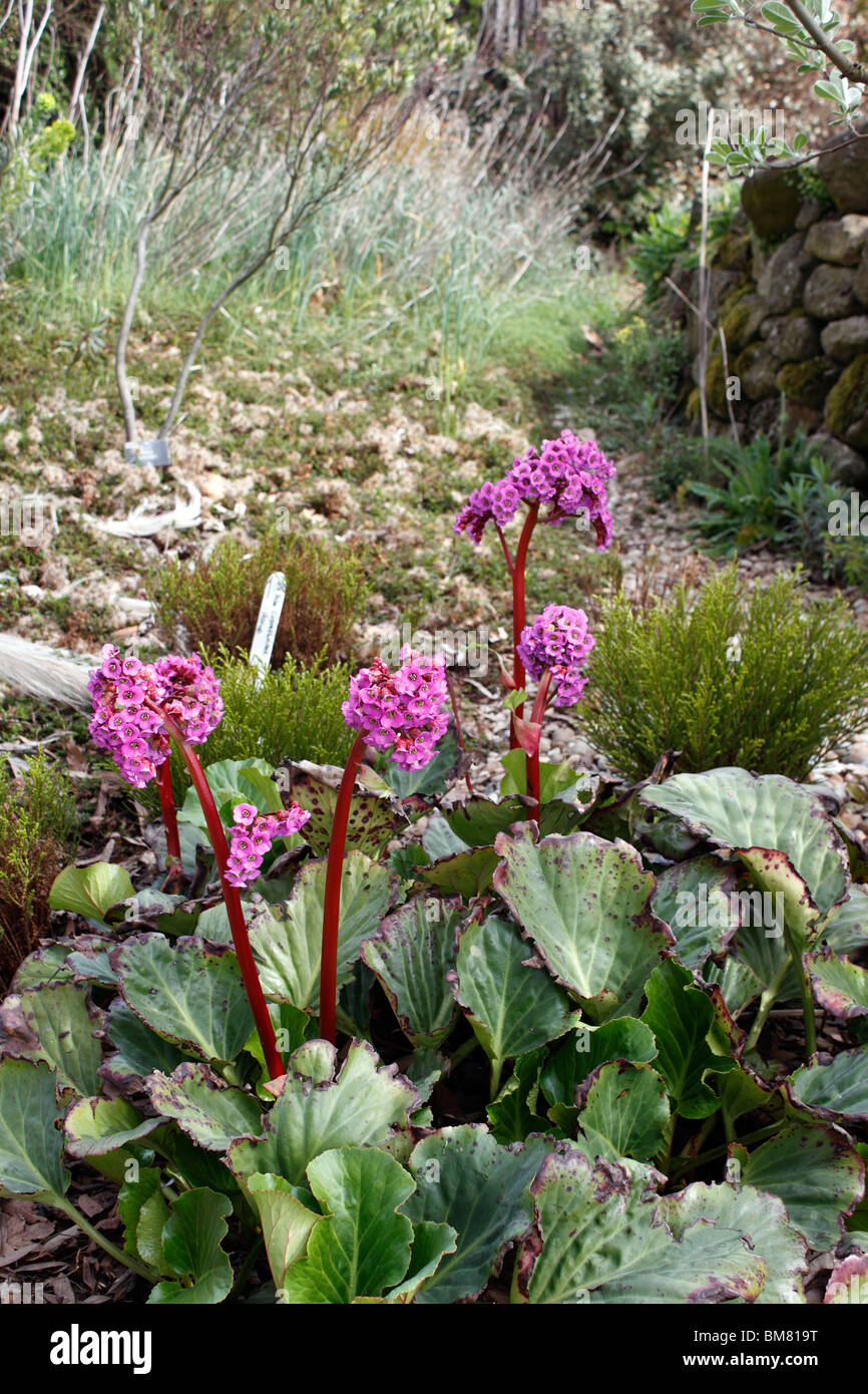 BERGENIA CORDIFOLIA. MEGASEA. ELEPHANT EARED SAXIFRAGE. ELEPHANTS EARS. Stock Photo