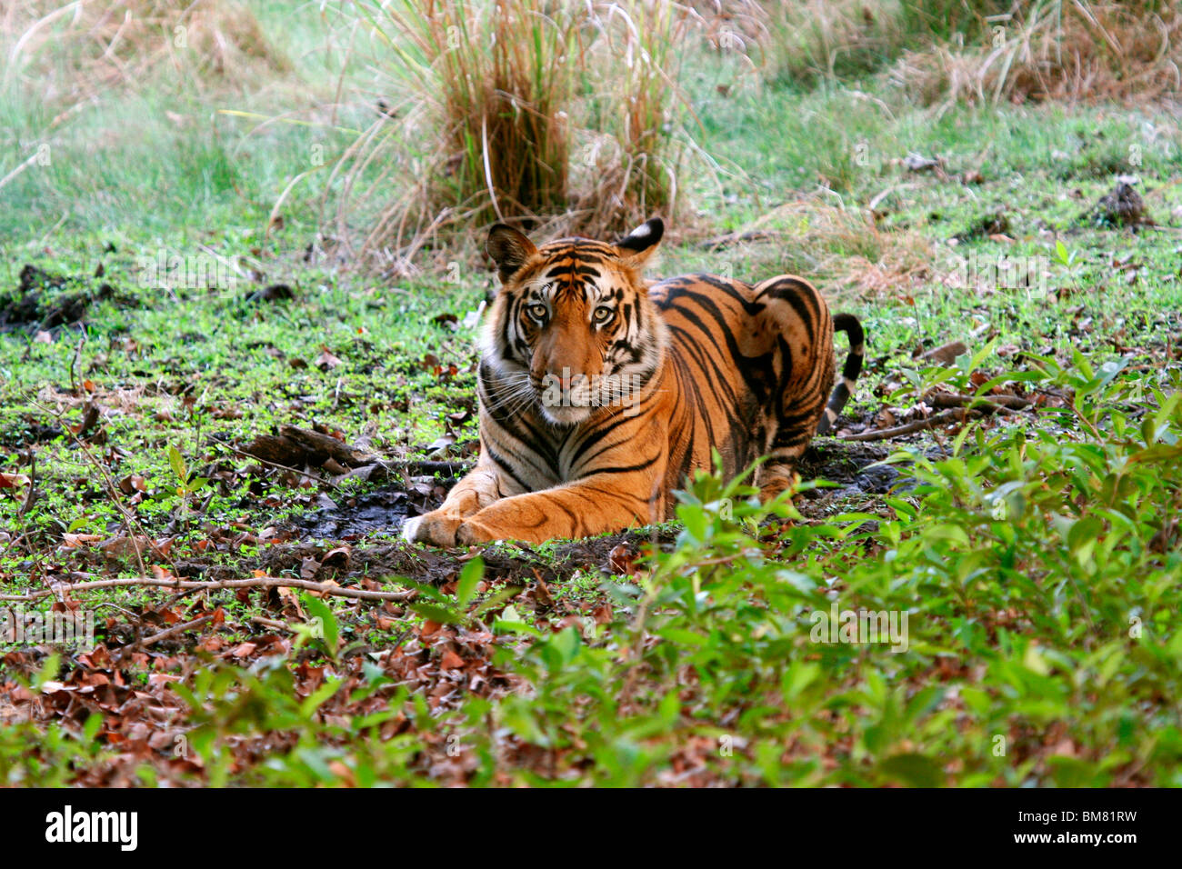The Royal Bengal Tiger (Panthera tigris tigris), Bandhavgarh National Park, Madhya Pradesh, India, Asia Stock Photo