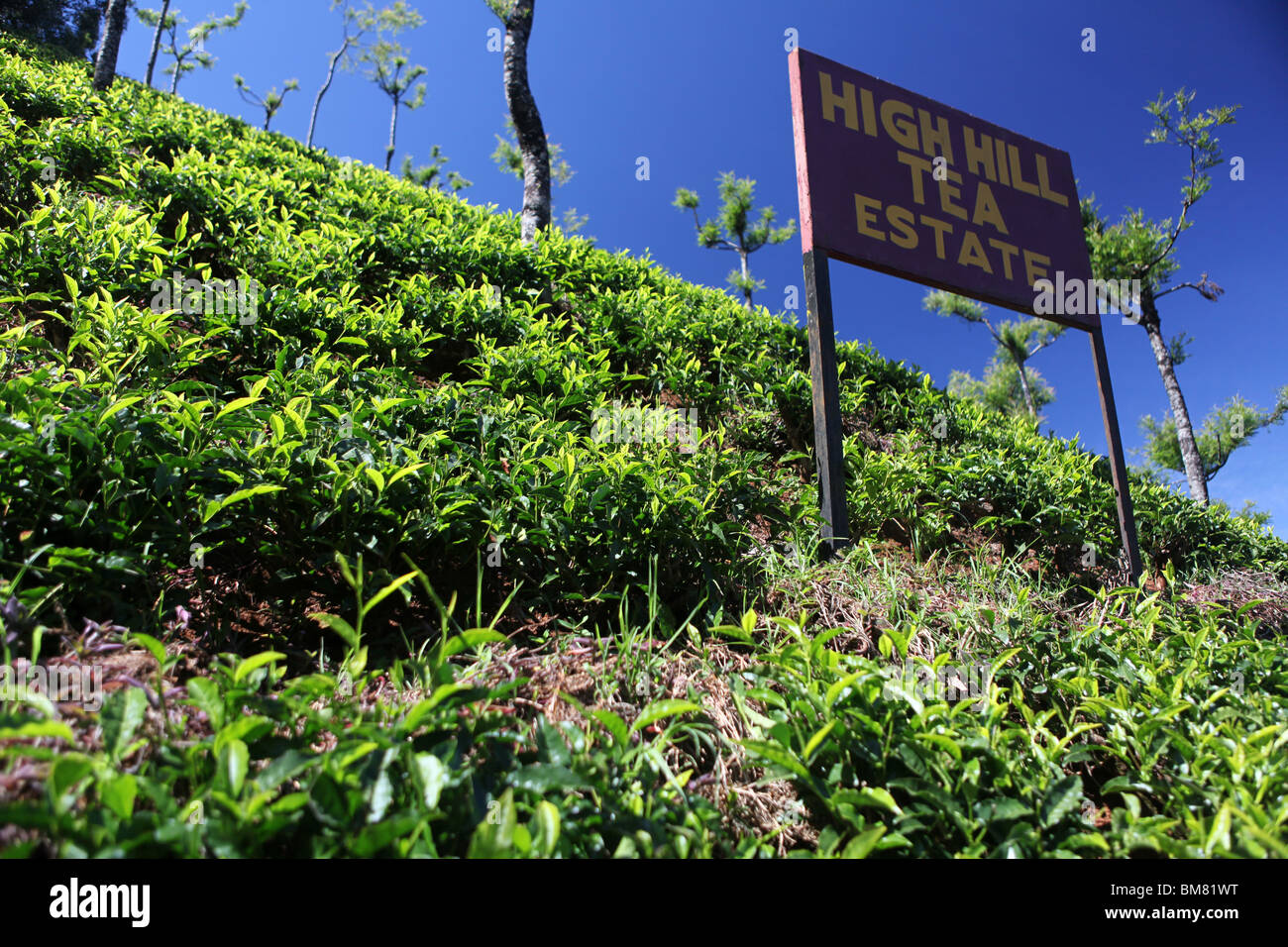 High Hill Tea Estate, one of many on the hills above Ooty, short for Ootacamund, a hill resort in Tamil Nadu, India. Stock Photo