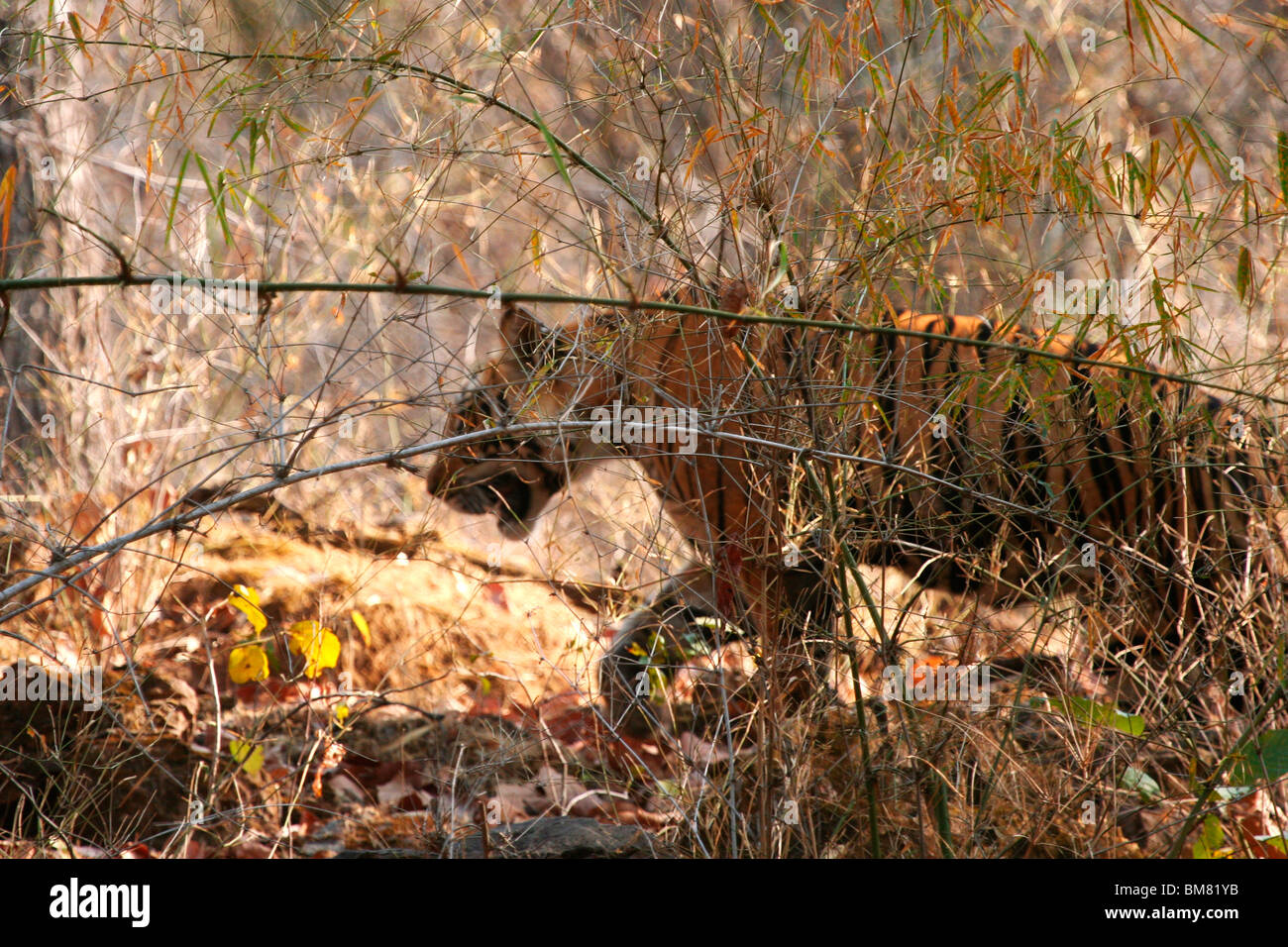 The Royal Bengal Tiger (Panthera tigris tigris), Bandhavgarh National Park, Madhya Pradesh, India, Asia Stock Photo