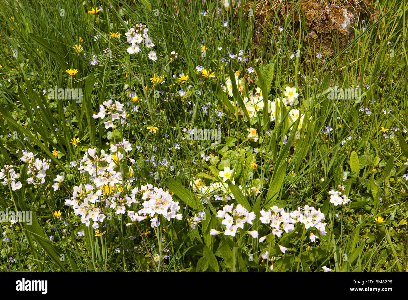 UK, Cornwall, Altarnun, St Nonna’s Parish Churchyard, wild flowers Stock Photo