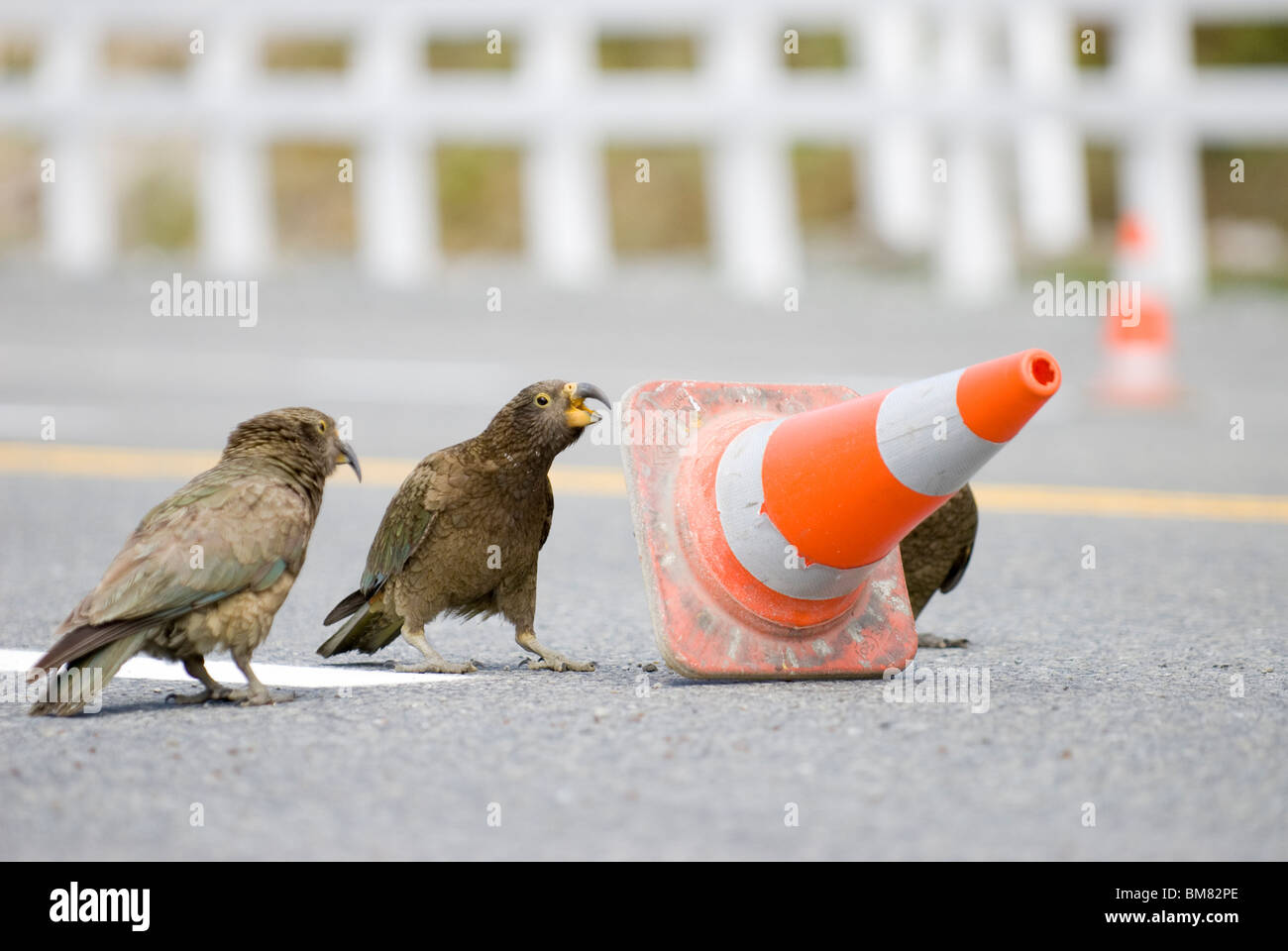Three Kea nestor notabilis playing with a traffic cone, Arthur's Pass Village, New Zealand Stock Photo