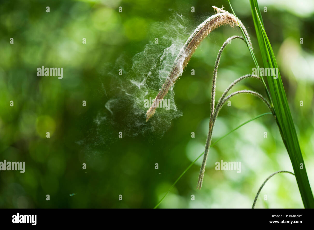 Pollen being released from Carex pendula Pendulous Sedge grass in the English countryside Stock Photo