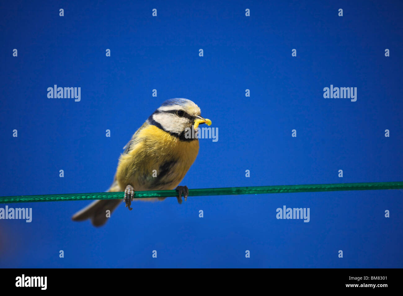 Blue Tit, Cyaniste Caeruleus, on a washing line with grubs for feeding young chicks Stock Photo