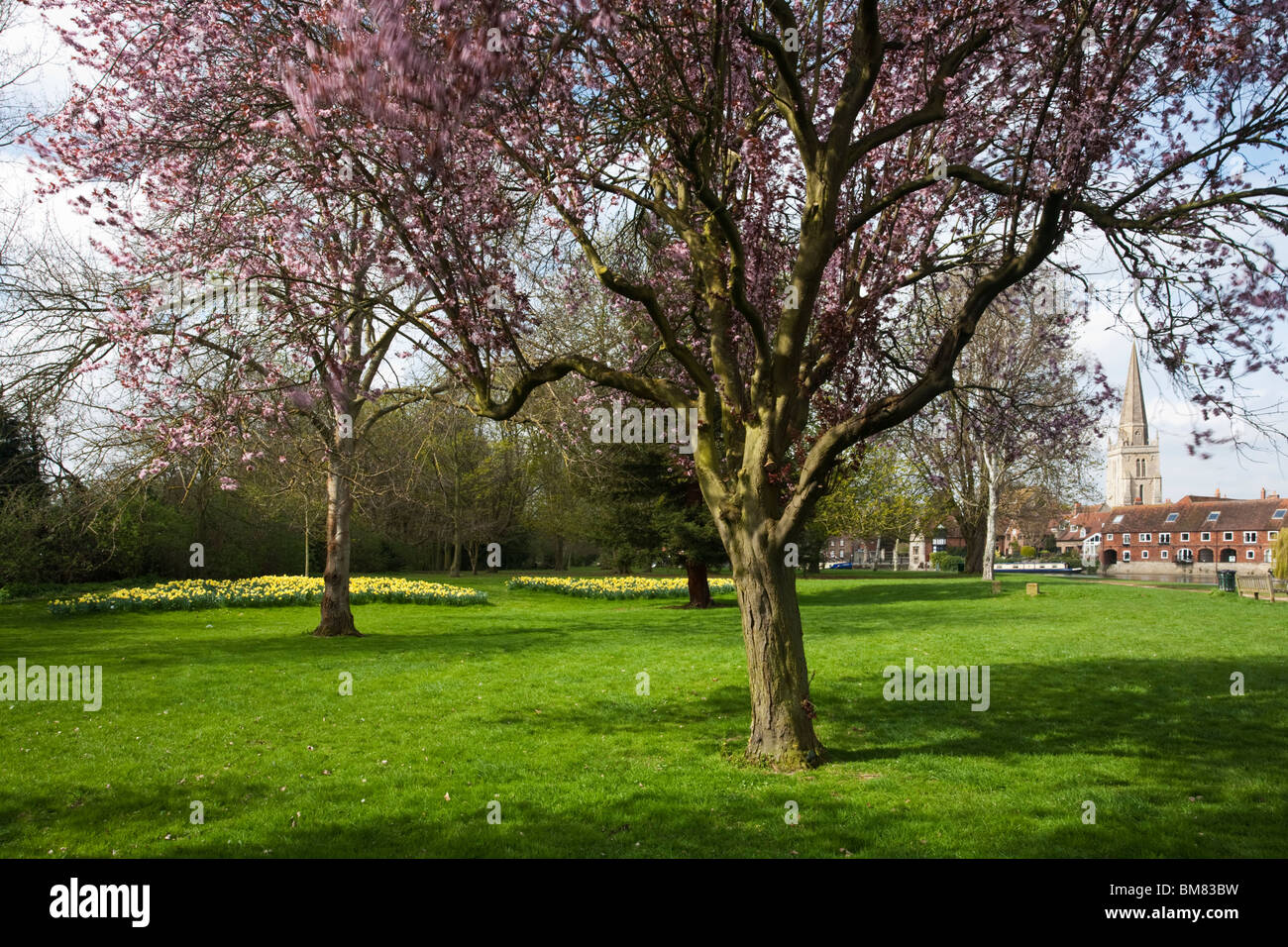Daffodils and cherry blossom on the banks of the River Thames in Abingdon, Oxfordshire, Uk Stock Photo