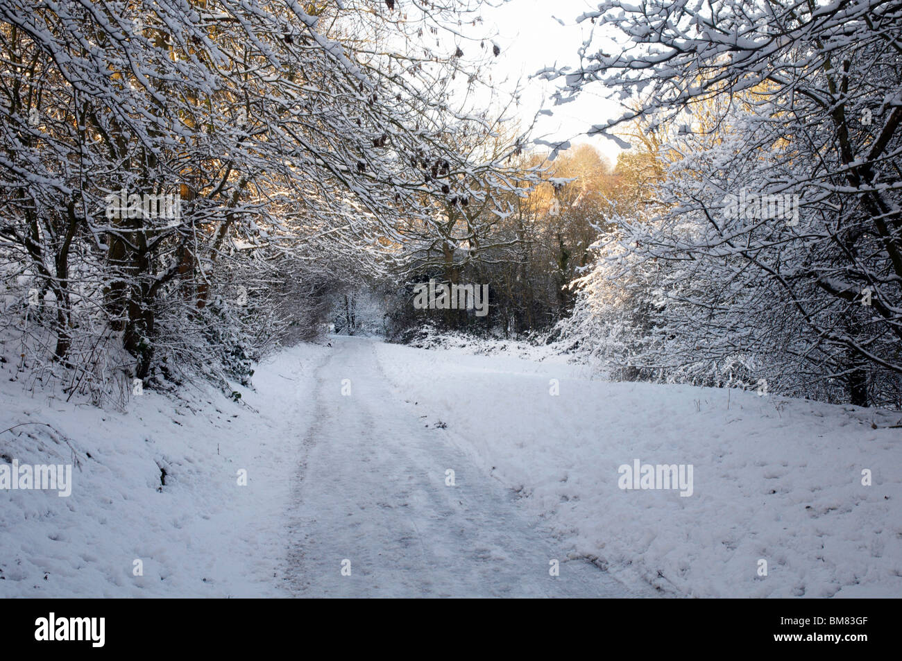 A footpath covered in snow with trees on the sides Stock Photo - Alamy