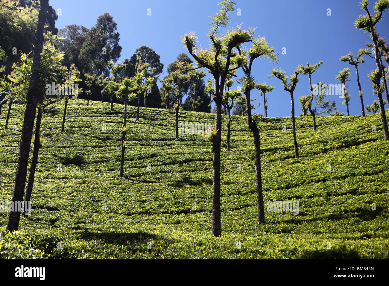 High Hill Tea Estate, one of many on the hills above Ooty, short for