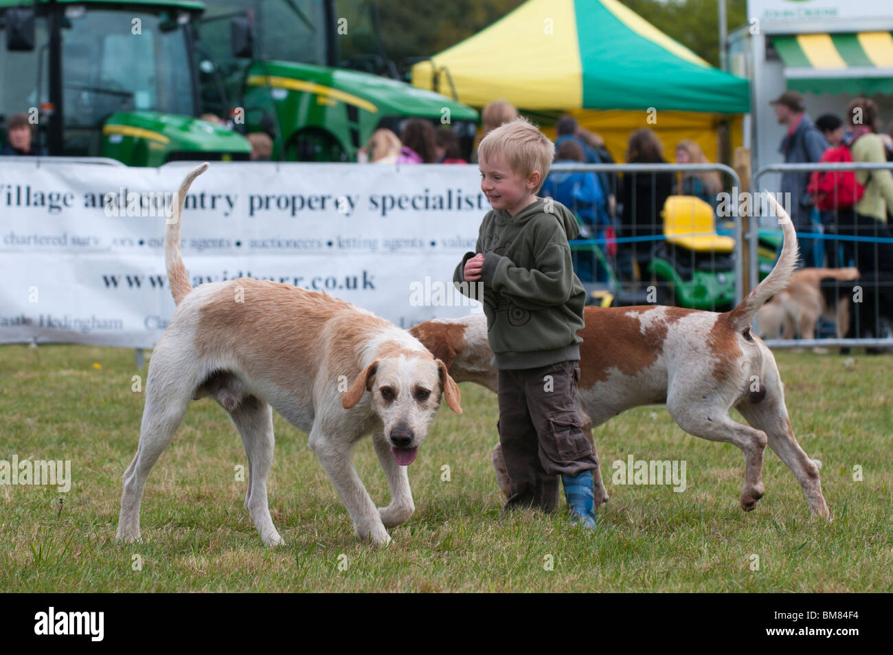 Boy getting to know Essex and Suffolk Hunt fox hounds in the main ring of the South Suffolk Show Stock Photo
