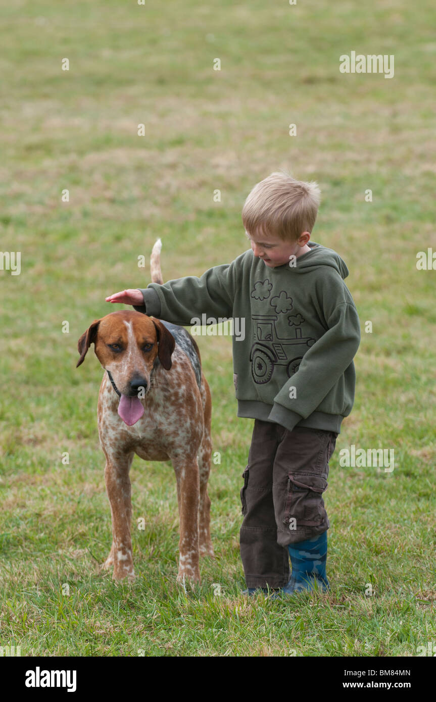 Boy petting Essex and Suffolk Hunt fox hound in the main ring of the South Suffolk Show Stock Photo