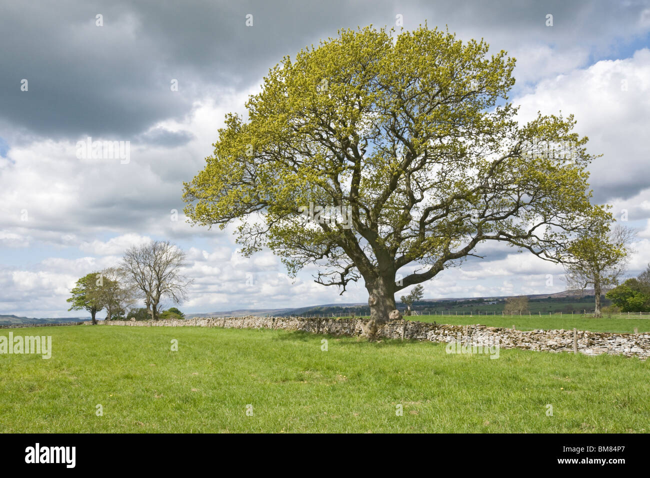Trees on farmland near Spennithorne, Wensleydale, Yorkshire Dales. The tree in the foreground is oak. Stock Photo