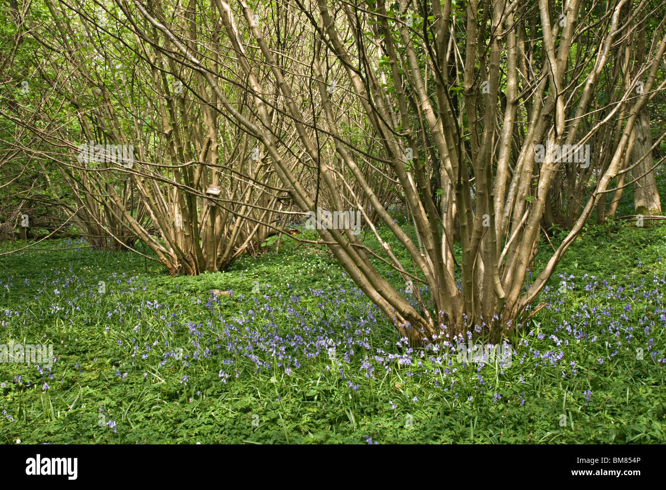 bluebells and coppiced hazel in woodland at Aysgarth, North Yorkshire. Stock Photo