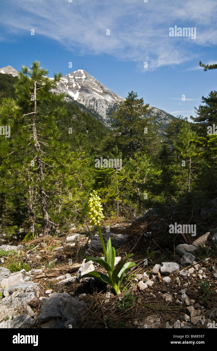 The Orchid Orchis Pellens, found in the Spring in the Taygetus mountains in the Mani, Southern Peloponnese, Greece. Stock Photo