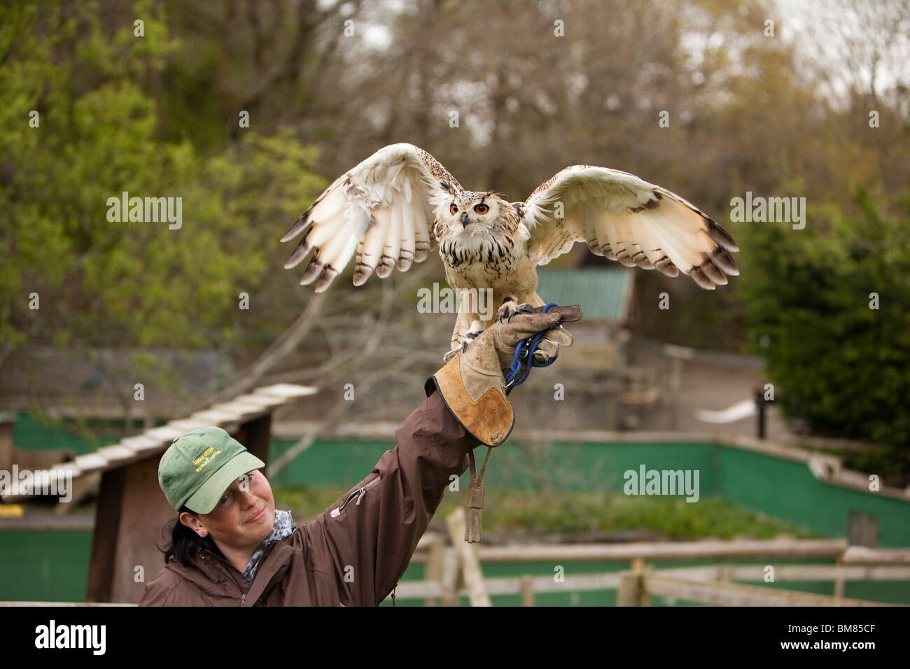 UK, England, Cornwall, North Petherwin, Tamar Otter and Wildlife Centre, handler displaying Asian Eagle Owl Stock Photo