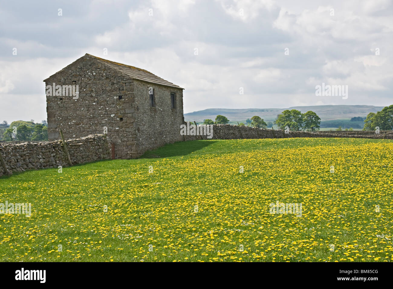 A mass of dandelions in a field near Aysgarth, Yorkshire Dales Stock Photo
