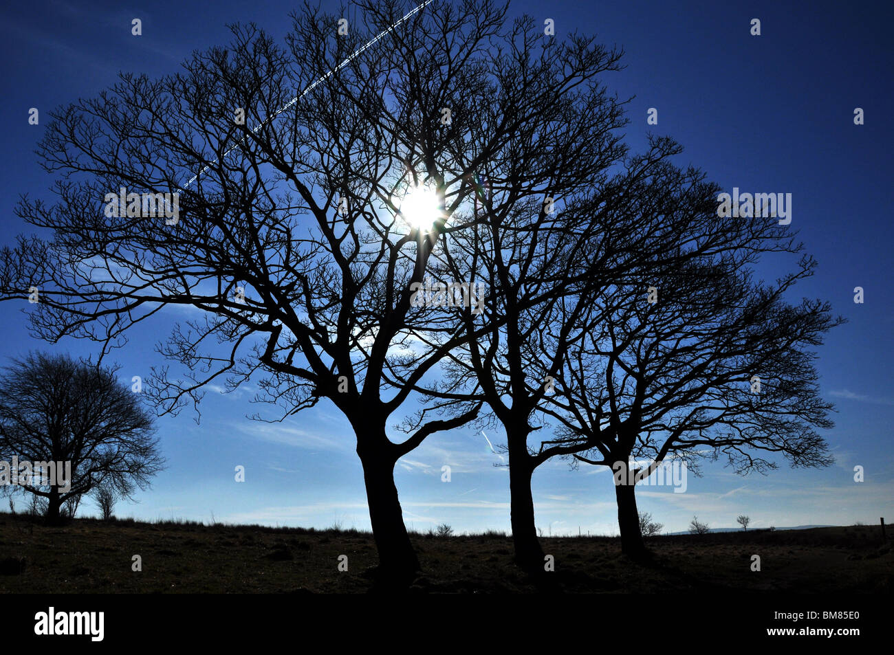 Three trees silhouetted by the sun in a landscape with plane jet streams also in the background. Stock Photo