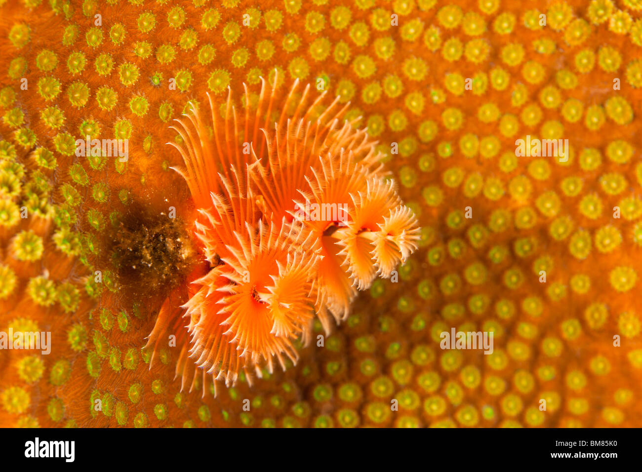 Christmas tree worm hi-res stock photography and images - Alamy